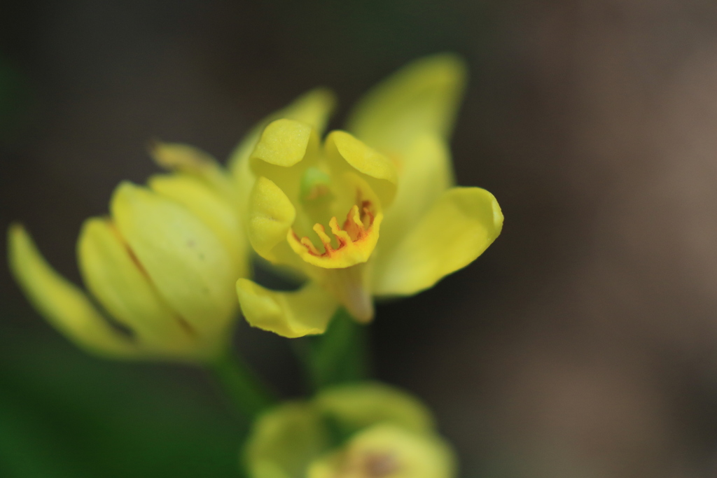 Micro Nikkor 55mm