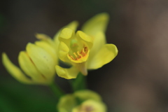 Micro Nikkor 55mm