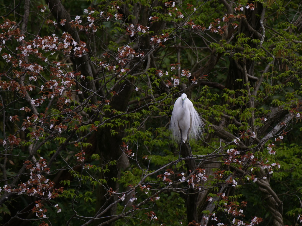 サギのコロニ-の様子