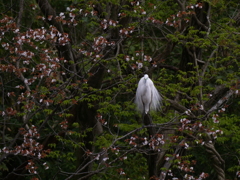 サギのコロニ-の様子