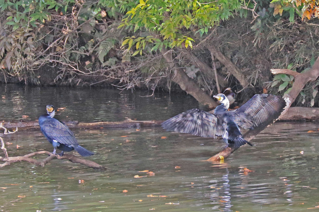 家の近くの池の状況