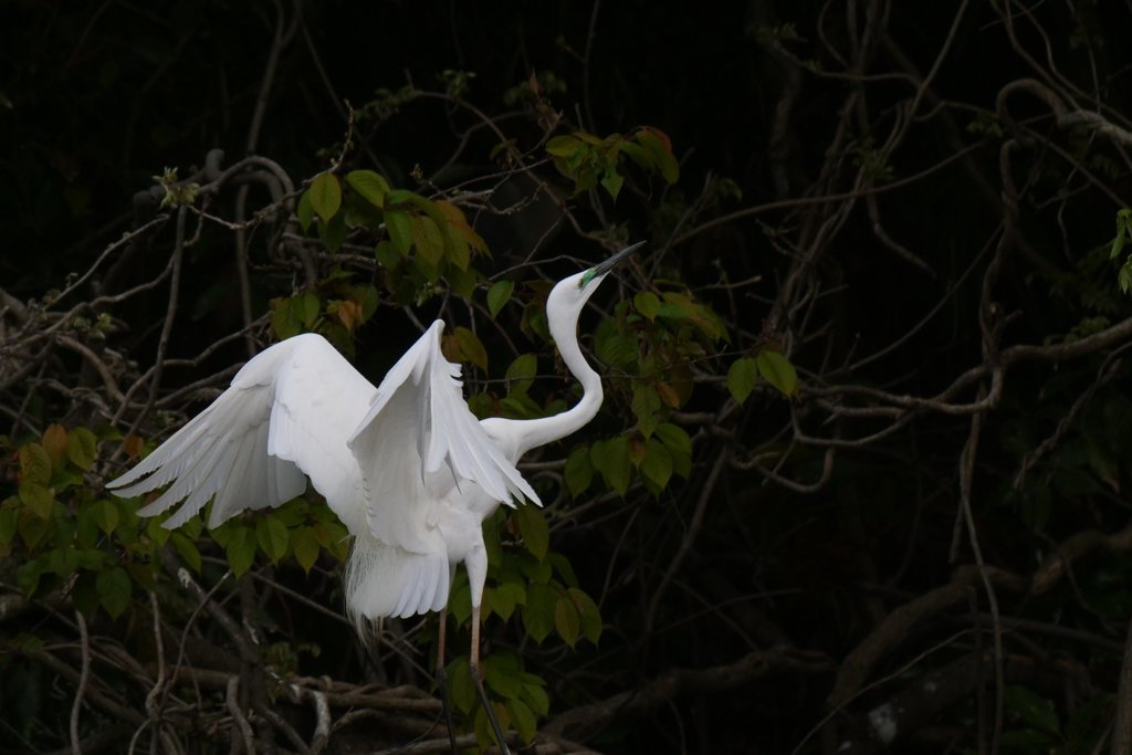 サギのコロニ-の様子