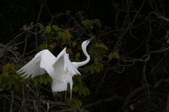 サギのコロニ-の様子