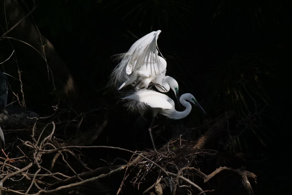 サギのコロニ-の様子