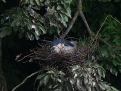 サギのコロニ-の様子