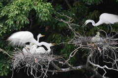 サギのコロニ-の様子