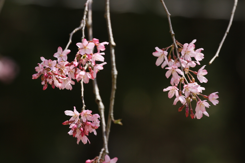 しだれざくら