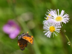 サギのコロニ-の様子