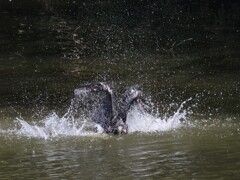 サギのコロニ-の様子