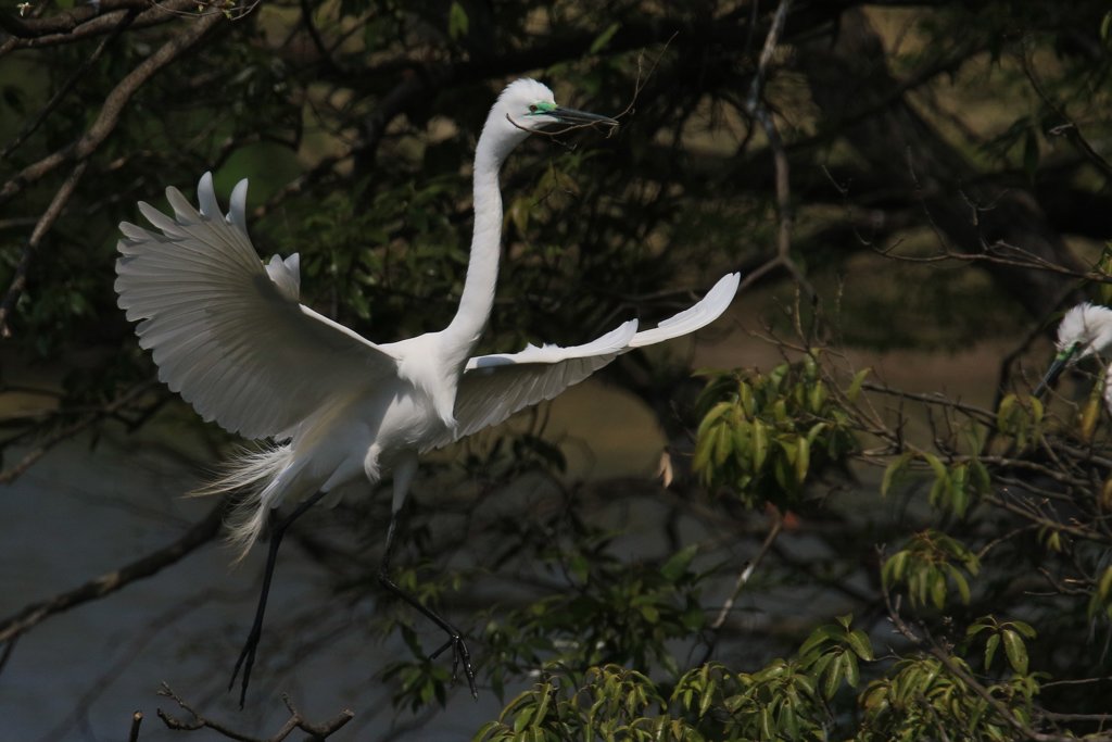 サギのコロニ-の様子