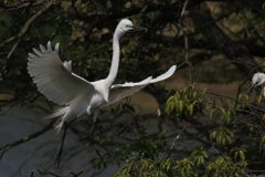 サギのコロニ-の様子