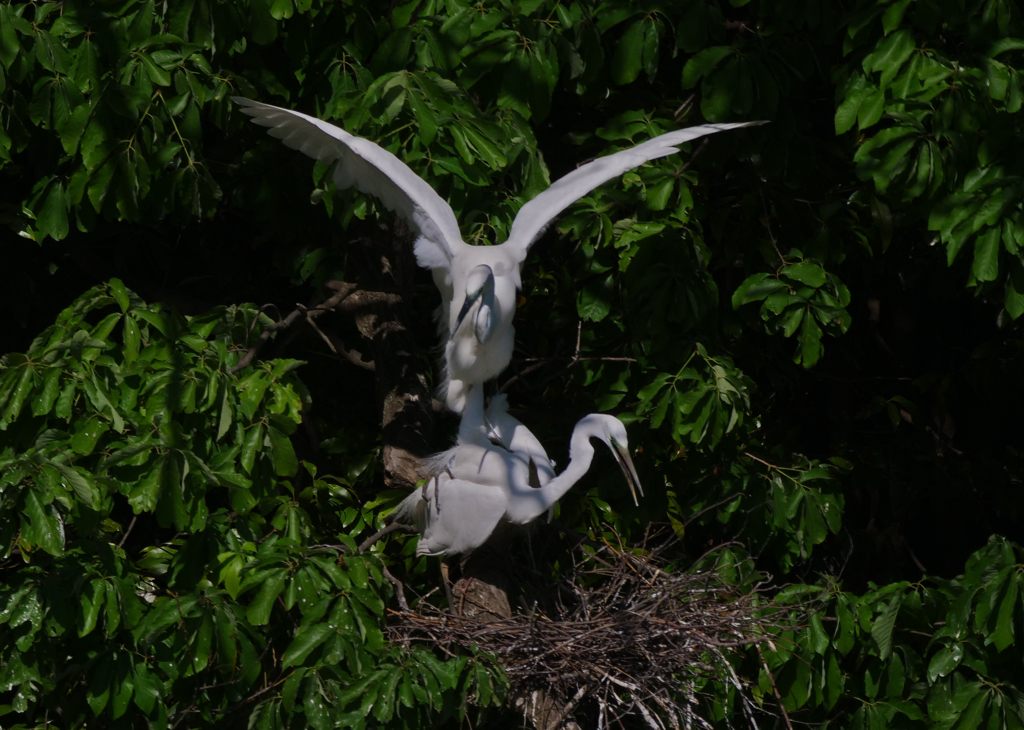 サギのコロニ-の様子