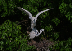 サギのコロニ-の様子