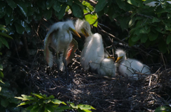 サギのコロニ-の様子