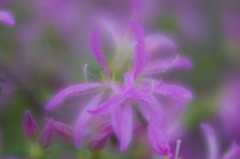 LENSBABY  Velvet56 F1.6
