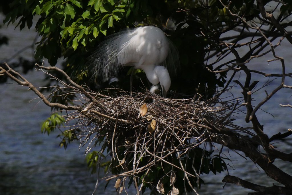 サギのコロニ-の様子