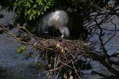 サギのコロニ-の様子