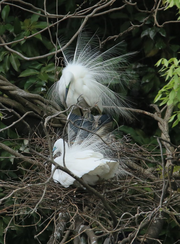 サギのコロニ-の様子（恋の季節）