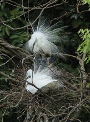 サギのコロニ-の様子（恋の季節）