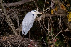 サギのコロニ-の様子