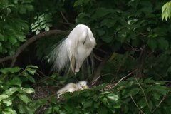 サギのコロニ-の様子