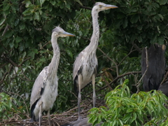 サギのコロニ-の様子