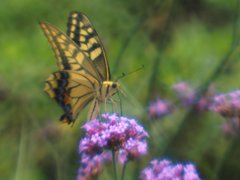 LENSBABY   シングルグラス試写