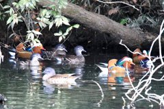 家の近くの池の状況