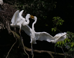 サギのコロニ-の様子