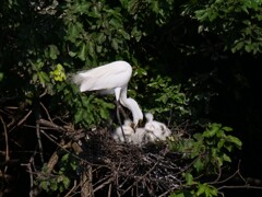 サギのコロニ-の様子