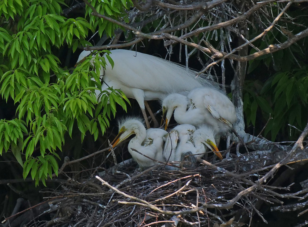 サギのコロニ-の様子