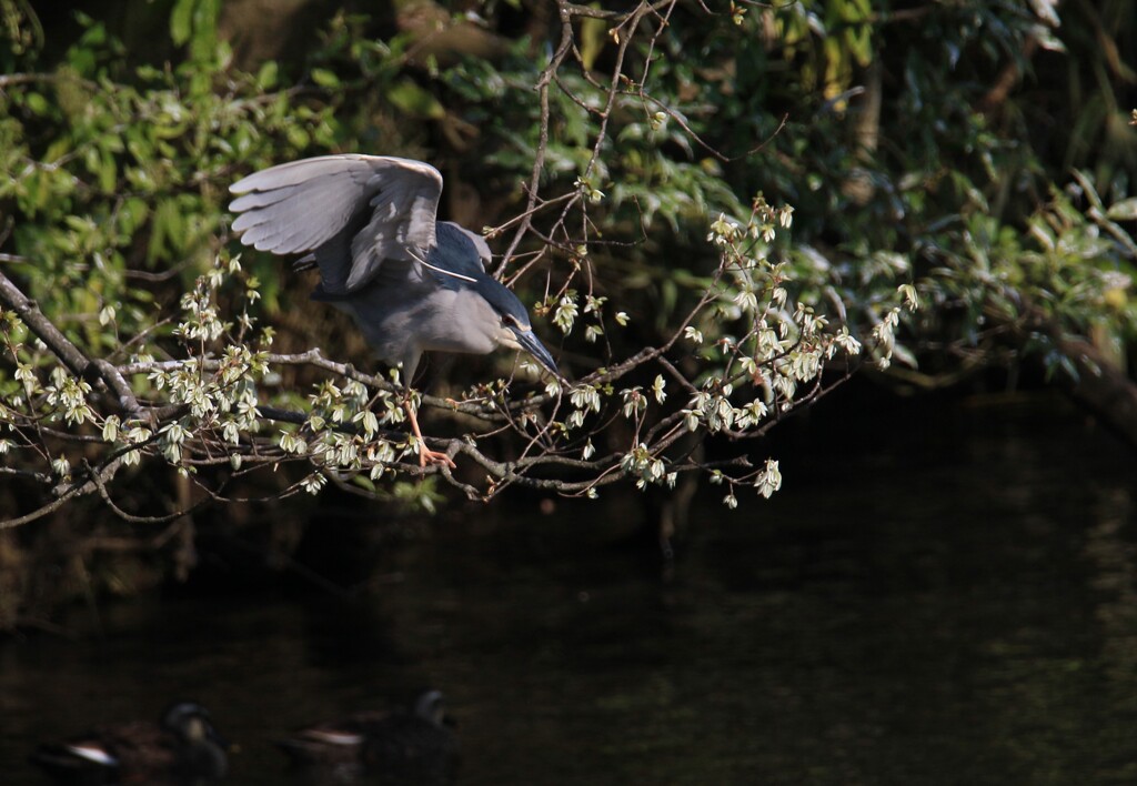 サギのコロニ-の様子