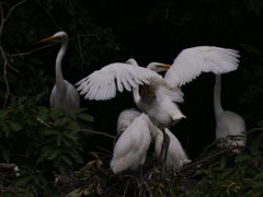 サギのコロニ-の様子