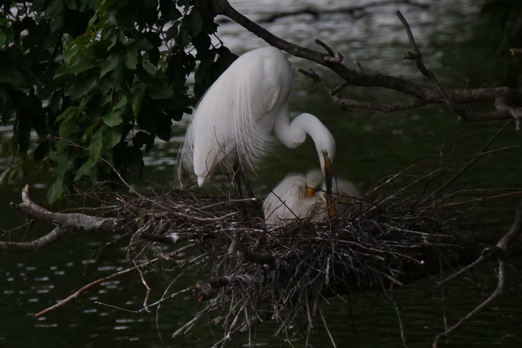 サギのコロニ-の様子