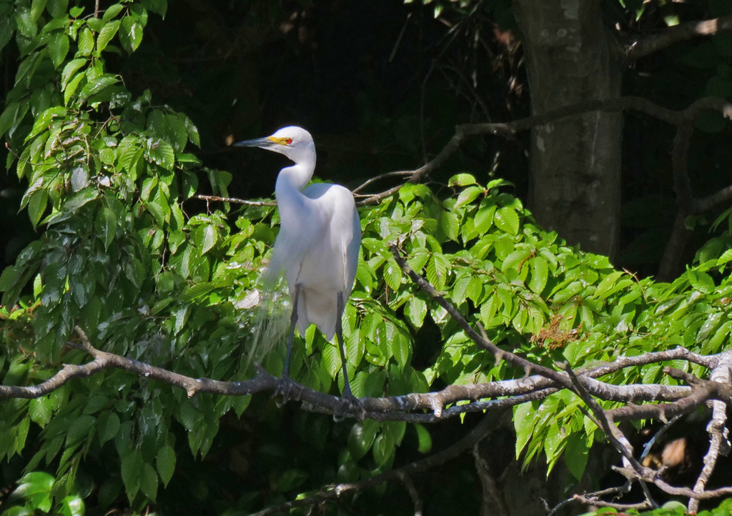 サギのコロニ-の様子