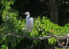 サギのコロニ-の様子