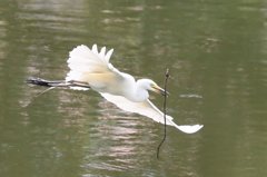 ダイサギ