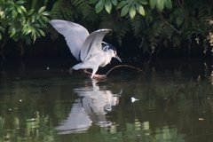 サギのコロニ-の様子