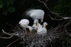 サギのコロニ-の様子