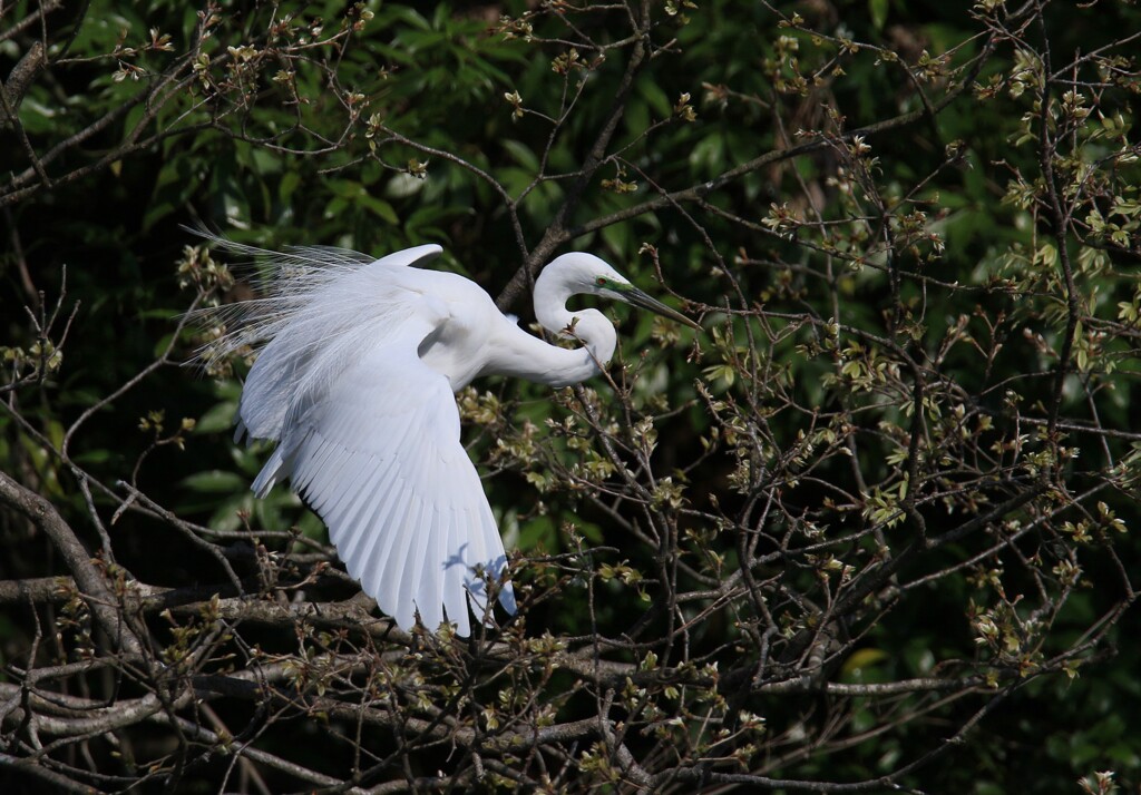 サギのコロニ-の様子
