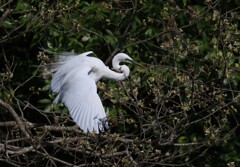 サギのコロニ-の様子