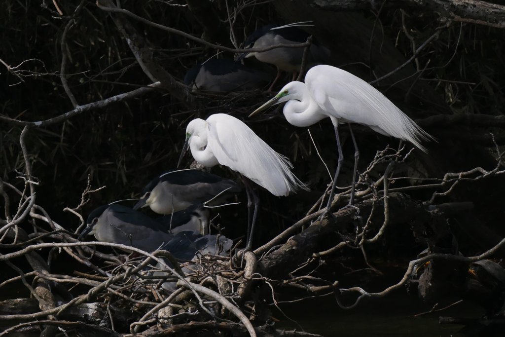 サギのコロニ-の様子
