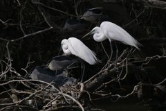 サギのコロニ-の様子