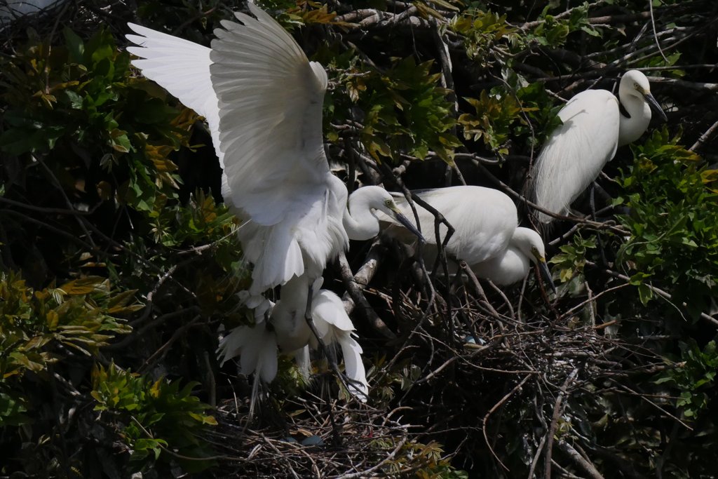 サギのコロニ-の様子