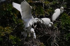 サギのコロニ-の様子