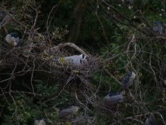 サギのコロニーの様子