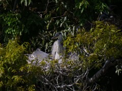 サギのコロニ-の様子