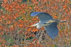 家の近くの池の状況