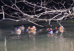 サギのコロニーの様子