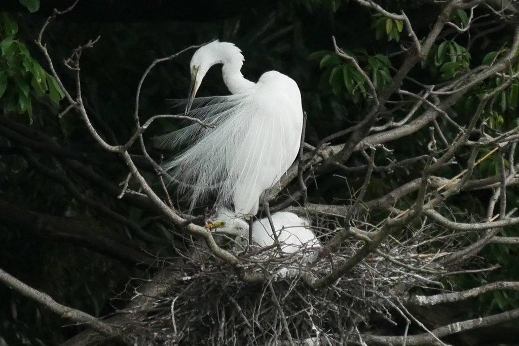 サギのコロニ-の様子